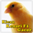 Kicau Kenari F1 Gacor APK Download