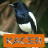 Master Kicau Kacer icon