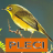 Master Kicau Pleci icon