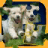 Puppy Dog Jigsaw Puzzles icon