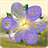 Flower Clock icon