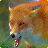 Angry Wild Fox Attack icon