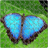 Butterflies Puzzle icon