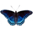 Butterfly 1.9