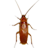 Cockroach 1.9