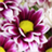iSlider Flowers APK Download