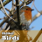 Hidden Birds APK Download
