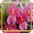 Orchid Jigsaw Puzzles version 1.0