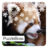 PuzzleBoss: Red Pandas Jigsaw Puzzles 1.8.7