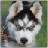 Dogs 2048 icon