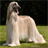 Afghan Hounds Jigsaw Puzzle icon
