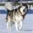 Alaskan Malamutes Puzzle icon