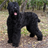 Black Russian Terriers Puzzle icon