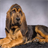 Bloodhounds Jigsaw Puzzle icon