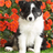 Border Collie Jigsaw Puzzle icon