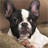 Boston Terriers Jigsaw Puzzle 1.0