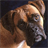 Boxers Jigsaw Puzzle icon