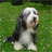 Bearded Collie Jigsaw Puzzle icon