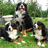 Bernese Mountain Dogs Puzzle icon