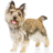 Cairn Terrier Jigsaw Puzzle icon