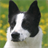 Canaan Dog Jigsaw Puzzle icon