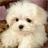 Bichon Frise Jigsaw Puzzle icon