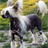 Chinese Crested Dog Puzzle icon