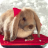 Christmas Bunny Puzzle icon