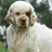 Clumber Spaniel Jigsaw Puzzle version 1.0