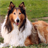 Collies Jigsaw Puzzle icon