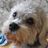 Dandie Dinmont Terrier Puzzle icon