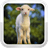 Sheep Games icon