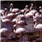 Flamingo Jigsaw Puzzle APK Download