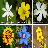 Amazing Flowers Puzzle icon