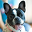 French Bulldogs Jigsaw Puzzle icon