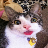 Funny Cats And Dogs icon