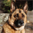 German Shepherds Jigsaw Puzzle icon