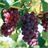Grape Matching icon
