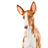 Ibizan Hound Jigsaw Puzzle icon