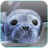 Seal Jigsaw Puzzles icon