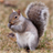 Squirrel Jigsaw Puzzles icon