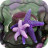 Starfish Jigsaw Puzzle icon