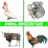 Animal Kingdom Quiz icon