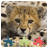 Baby Animals Jigsaw Puzzles version 2.0