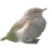 birdimagequiz icon