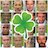 Celtic Faces icon