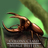 Colony Clash Merge Beetles icon