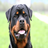 Rottweiler Puzzles icon
