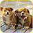 Cute Dogs Jigsaw Puzzle icon