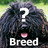 Dog Breeds Quiz - Guess Dods icon